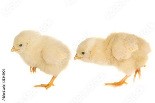 Wallpaper Mural chick Torontodigital.ca