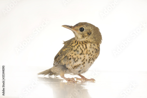 song thrush