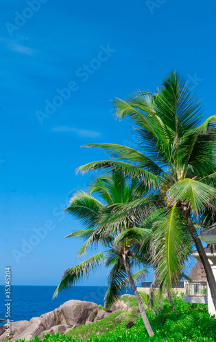Fototapeta Naklejka Na Ścianę i Meble -  Park Palms Plants