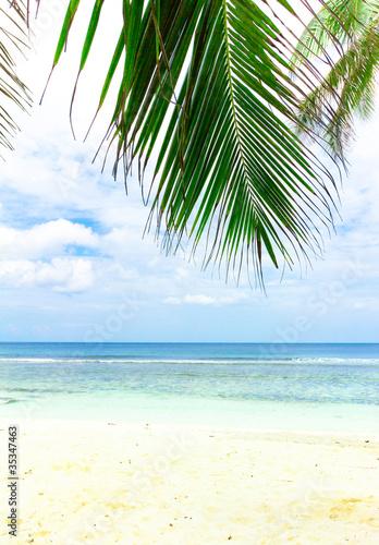 Palm Tree Overhanging © alma_sacra