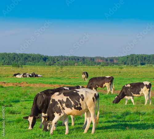 Animals Village Cows
