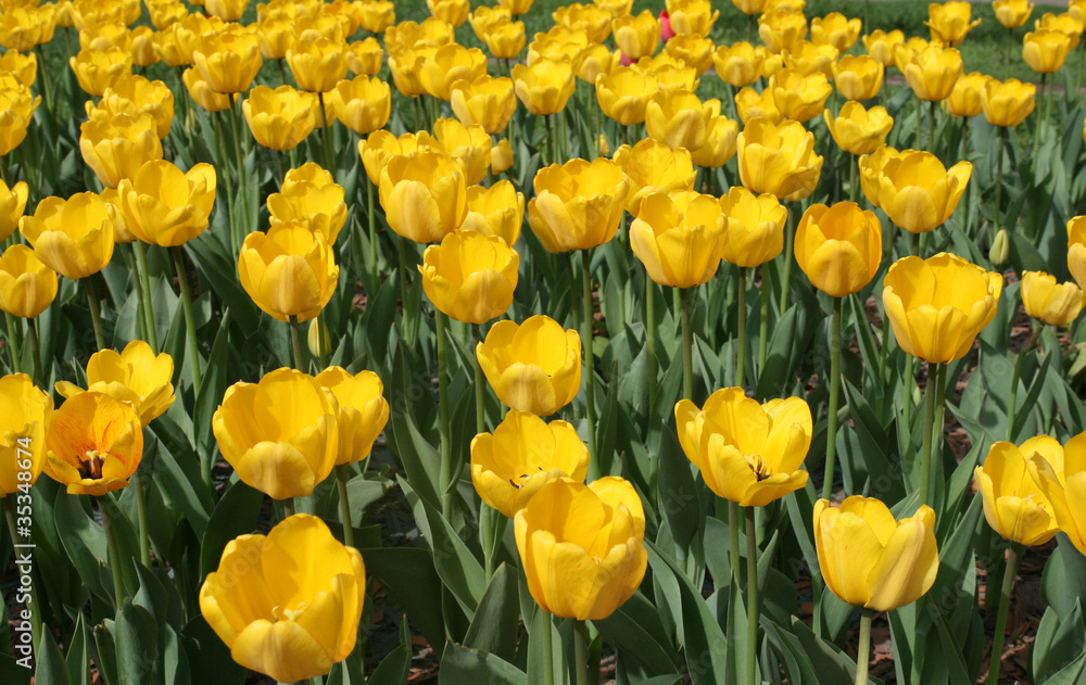 Tulips in a spring garden Tulips in a spring garden