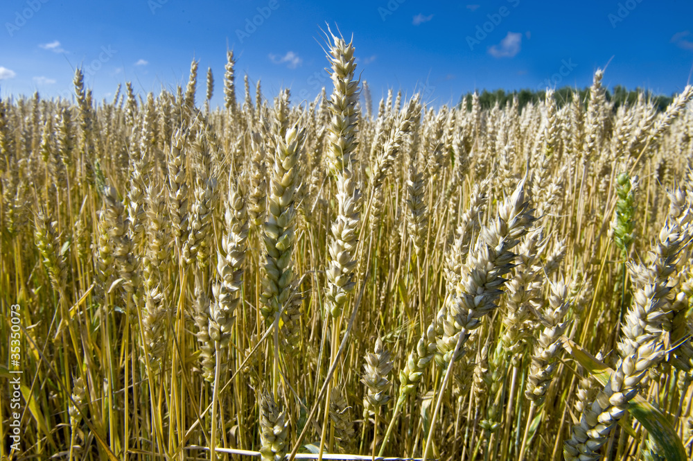 Fototapeta premium Wheaten field