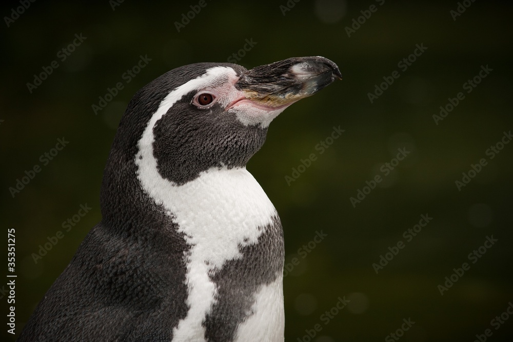 Fototapeta premium penguin