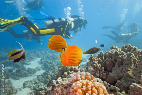 Divers on the coral reef