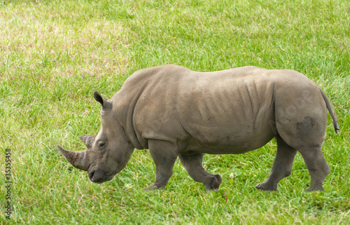 Rhinoceros lumbering along