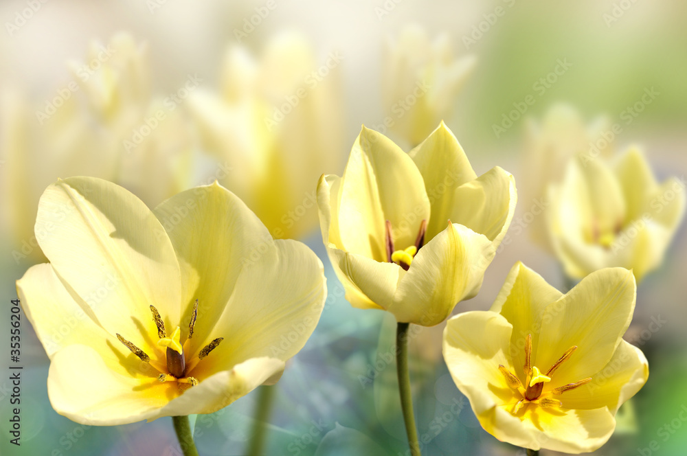 Obraz premium tulipan