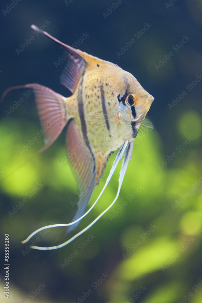 エンゼルフィッシュ Stock Photo Adobe Stock