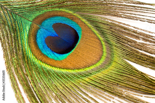 Close up of a peacock feather