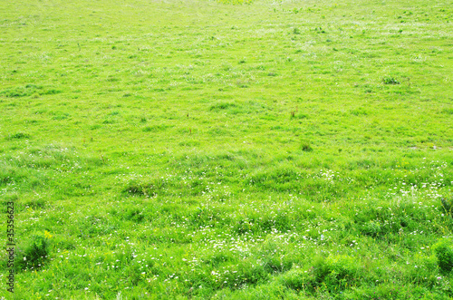 ggrass field