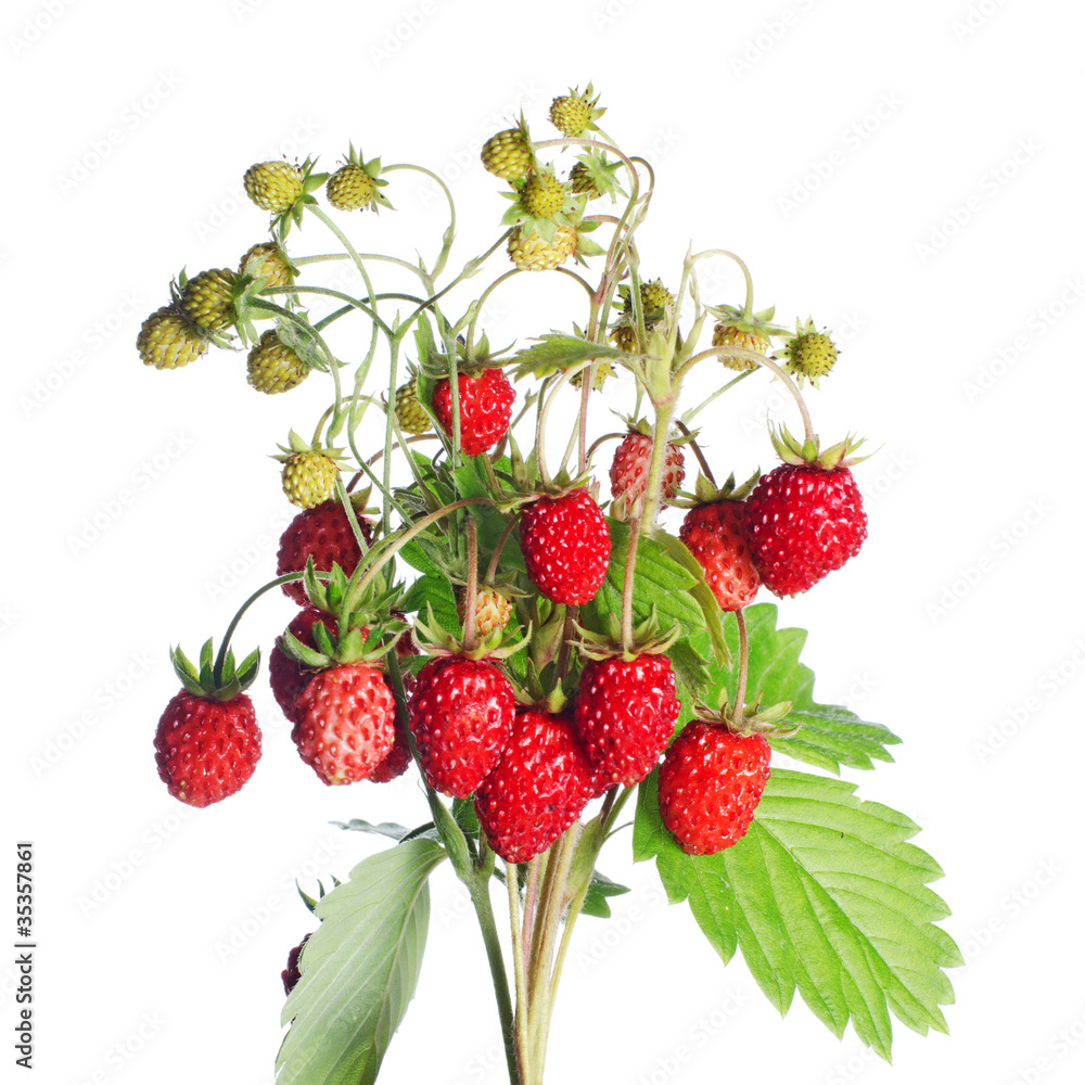 Fresh wild strawberry Fresh wild strawberry