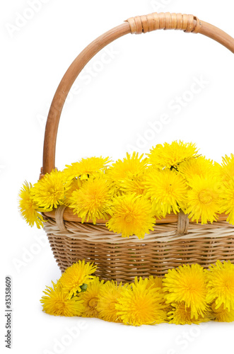 Yellow dandelion isolated on a white