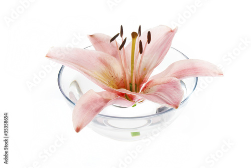 lily flower on white