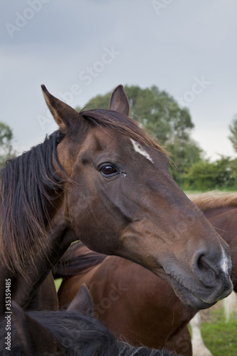 Fototapeta Naklejka Na Ścianę i Meble -  horse portrait