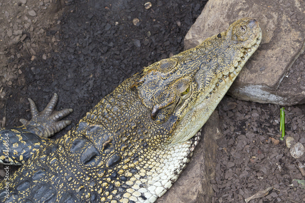 Obraz premium Crocodile