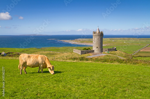Doonagore castle with Irish cow near Doolin - Ireland