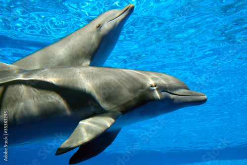 Pareja de delfines