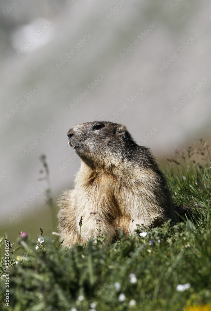 Fototapeta premium Marmot