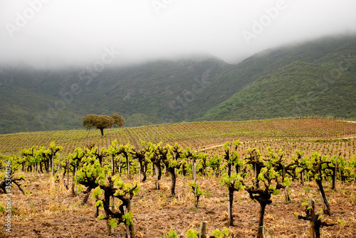 vinha de moscatel