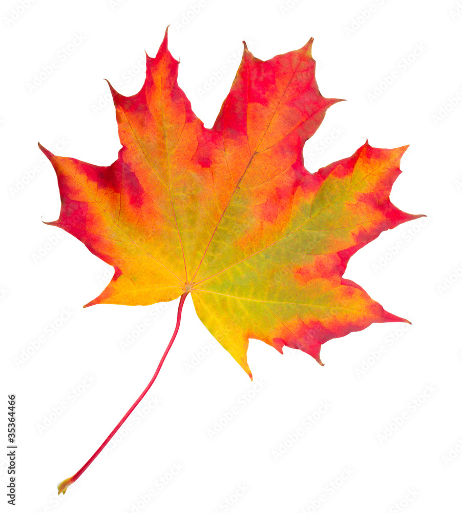 Fototapeta premium autumn maple leaf