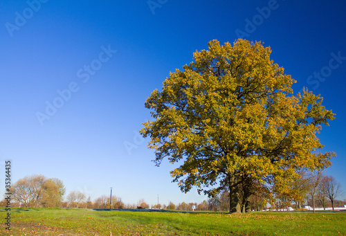 lonely oak tree in autumn