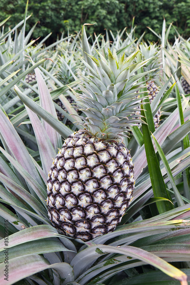 Fototapeta premium Close-up of young/fresh pineapple