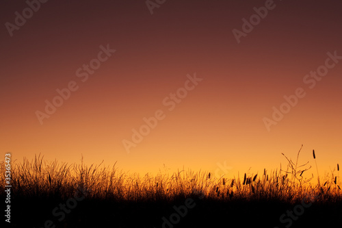 Grass silhouetted against a colorful sky shortly after sunset
