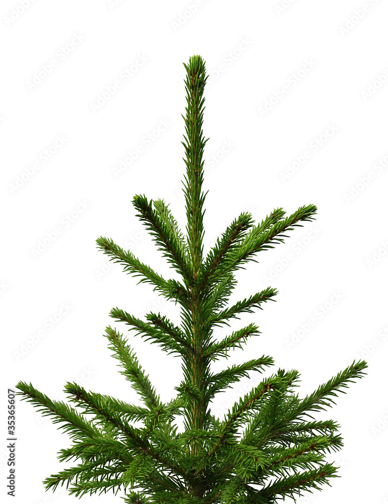 Young fir-tree isolated on a white background Young fir-tree isolated on a white background