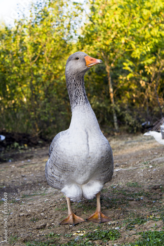 Wallpaper Mural Domestic goose Torontodigital.ca