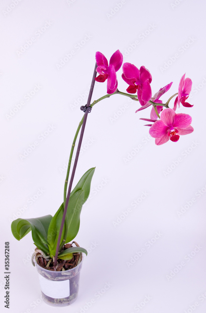 Naklejka premium orchid on white