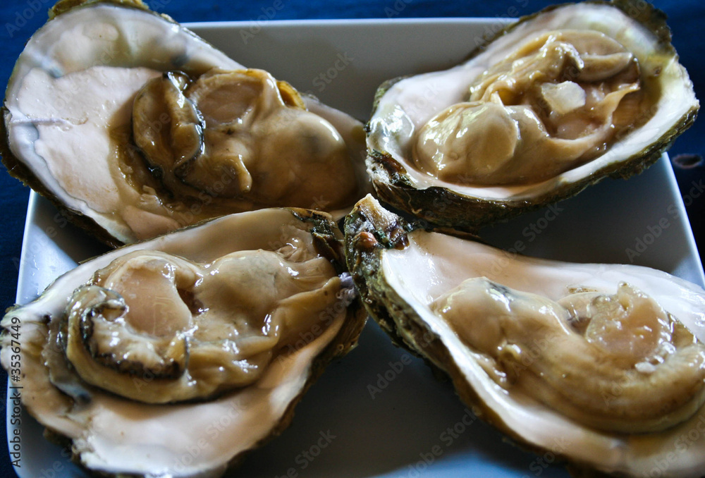 Oyster,Sea Animal Stock Photo | Adobe Stock Oyster,Sea Animal Stock Photo | Adobe Stock