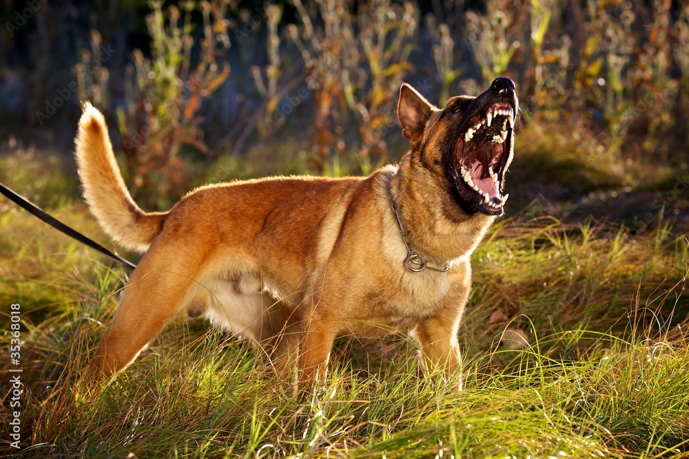 Barking Belgian Malinois Stock Photo | Adobe Stock