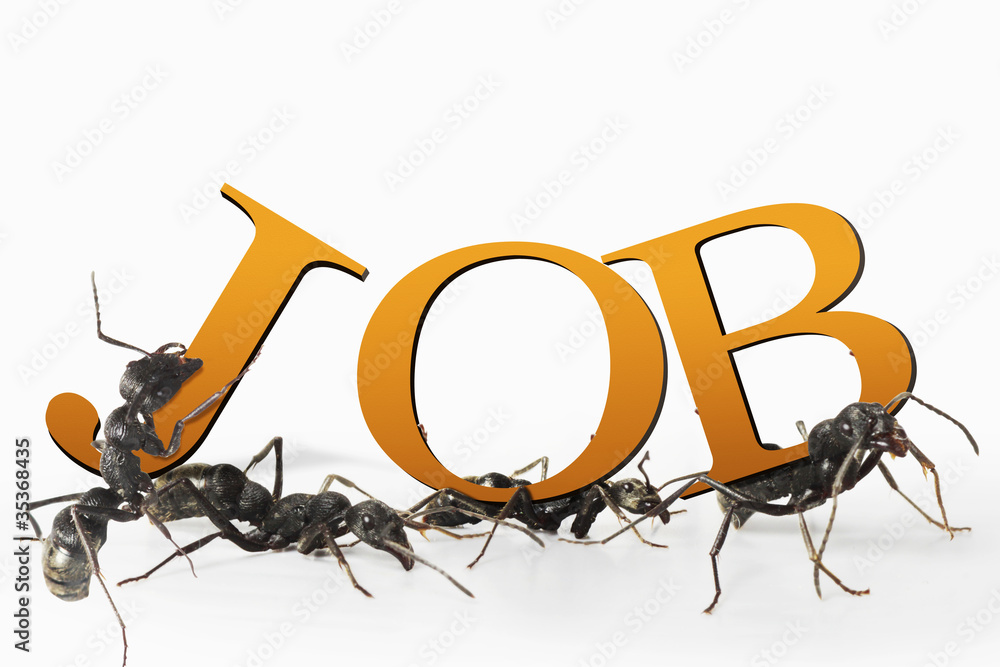 Ant job and employment concept work in progress at work Stock Photo