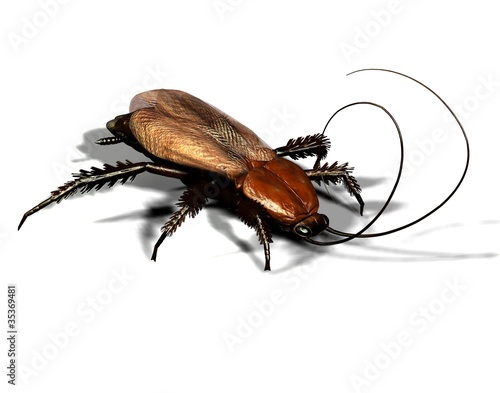 gemeine Kakerlake / Küchenschabe in Nahaufnahme