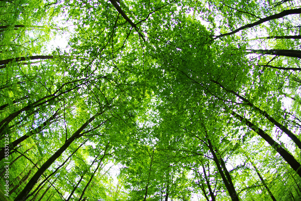 Fototapeta premium forest