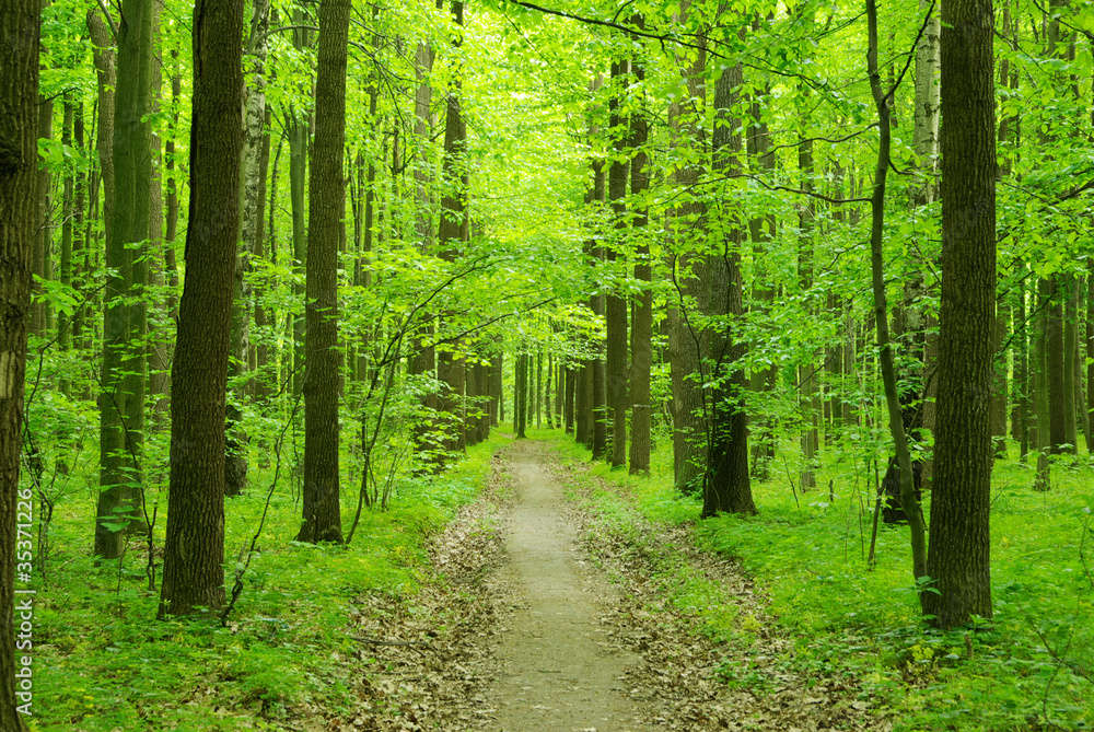 Fototapeta premium forest path