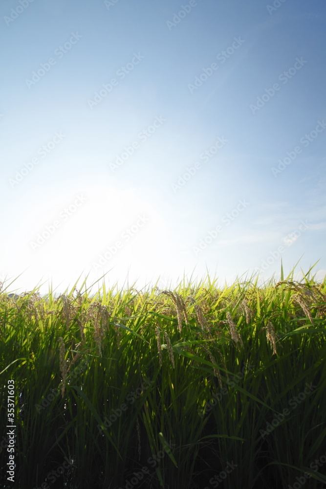 Obraz premium 稲穂と青空