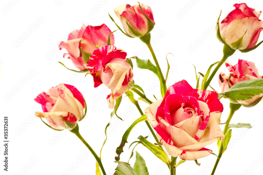 flowering bush of red roses