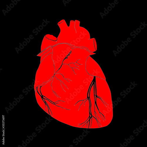 human heart vector