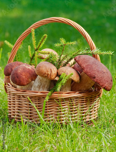 basket full of mushrooms