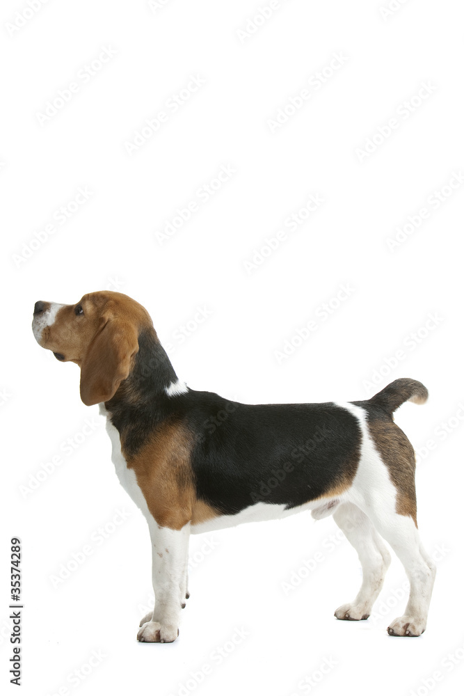 beagle de profil en studio