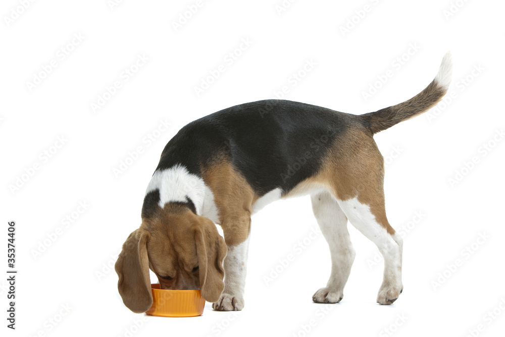 beagle au museau plongé dans la gamelle