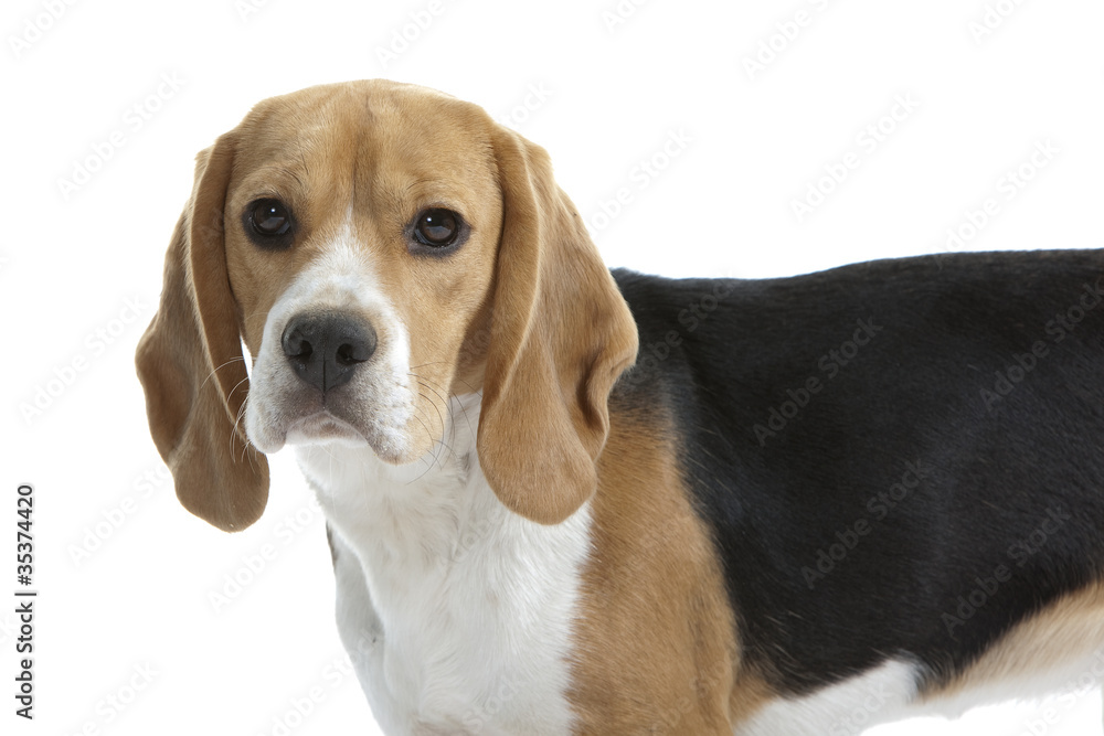 beagle de trois quart