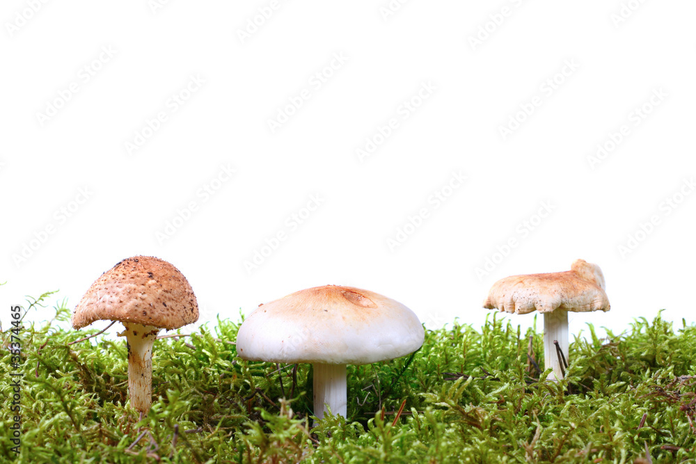 three toadstools in green moss