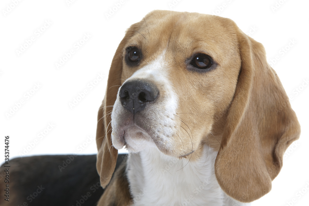 beautiful head of the sweet beagle