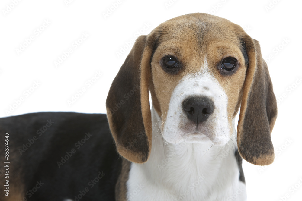 beautiful beagle