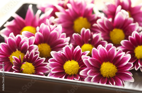 Chrysanthemums pink flower