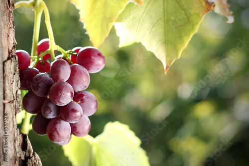 Wallpaper Mural Grape cluster in vineyard Torontodigital.ca