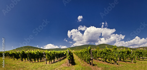 Принти на полотні panorama vineyard