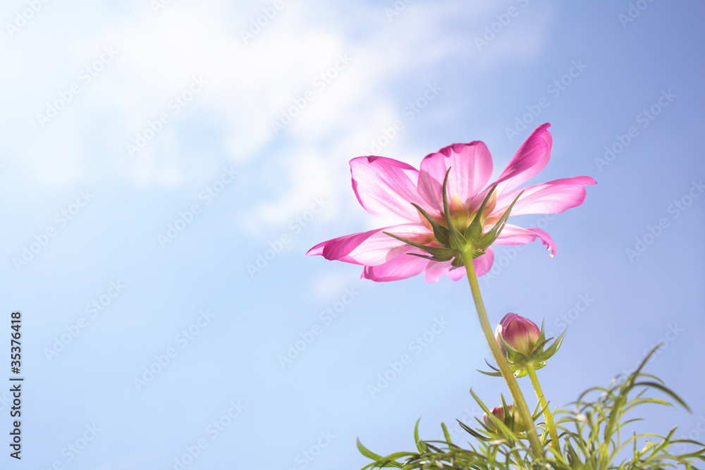 Obraz premium Pink Cosmos Flower and Blue Sky